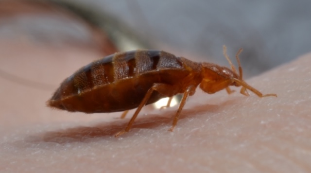 Bed bug profile